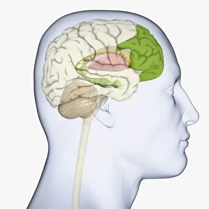 Digital illustration of adult human head in profile highlighting parts of brain