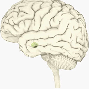Digital illustration of amygdala in human brain