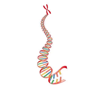 Digital illustration of animal DNA and chromosome