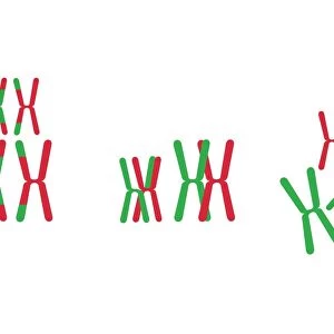 Digital illustration of animal genes