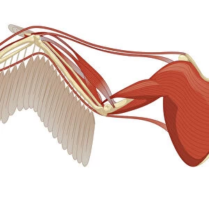 Digital illustration of bird wing showing muscle, primary, and secondary feathers