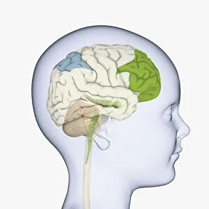 Digital illustration of childs head in profile highlighting parts of brain