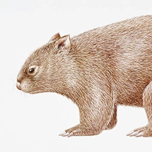 Digital illustration of Common Wombat (Vombatus ursinus)