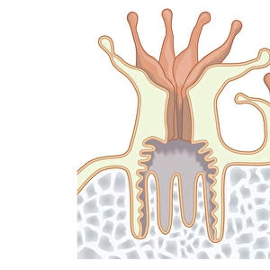 Digital illustration of coral polyp showing nutrients diffused through gastrodermis into tissue, and single digestive opening used as mouth and anus