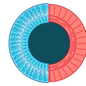 Digital illustration of dilated pupil of human eye with contraction of outer radial muscle fibres