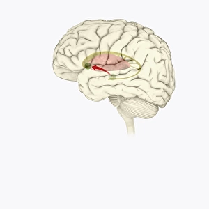 Digital illustration of direction of dopamine flow, nucleus accumbens, basal ganglia and ventral tegmental area highlighted in human brain