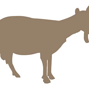 Digital illustration of Domestic Goat (Capra aegagrus hircus)