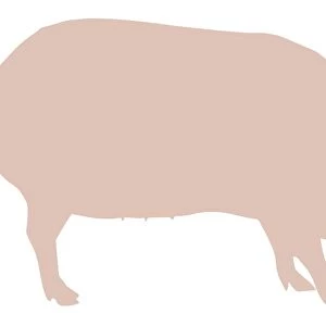Digital illustration of Domestic Pig (Sus domestica)