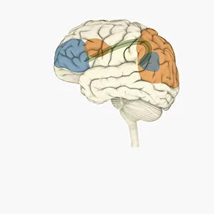 Digital illustration of frontal lobe and parietal lobe areas (orange) in left hemispheres (blue), and pathway of data from parietal lobe to frontal lobe (green) in human brain