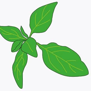 Digital illustration of green leaves of Origanum vulgare (Oregano)