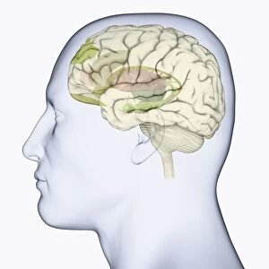 Digital illustration of head in profile showing areas of brain used for processing emotion