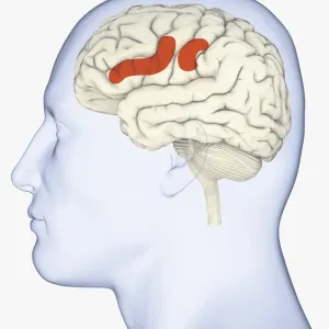 Digital illustration of head in profile showing areas of mirror neuron in brain highlighted in orange