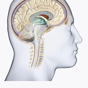 Digital illustration of head in profile showing brain