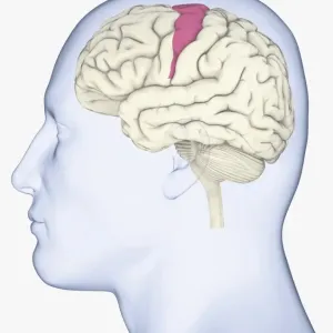 Digital illustration of head in profile showing brain with somatosensory cortex highlighted in pink