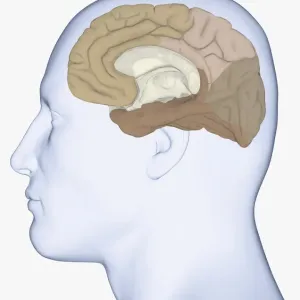 Digital illustration of head in profile showing medial view of cortex in human brain