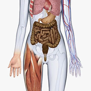 Digital illustration of human body showing brain, heart, lungs, blood vessels, stomach, intestine and muscles
