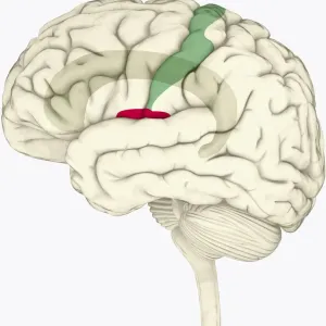 Digital illustration of human brain highlighting cingulate cortex, insular cortex in red, and somatosensory cortex in green