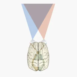 Digital illustration of human brain and information from left side of visual cortex receiving information from right visual field