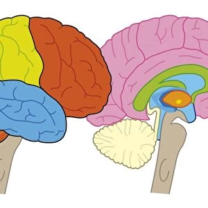 Digital illustration of human brain showing lobes and cross section
