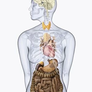 Digital illustration of human neuroendocrine system in female body