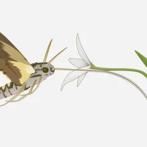 Digital Illustration Print of Hummingbird Hawk Moth Feeding on Nectar Digital Illustration Print of Hummingbird Hawk Moth Feeding on Nectar