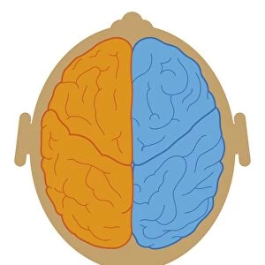 Digital illustration of lobes and longitudinal fissure of human brain, close-up