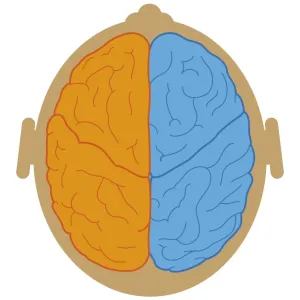 Digital illustration of lobes and longitudinal fissure of human brain, close-up