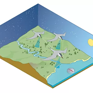 Digital illustration of migration navigation of birds including the sun, stars, coastlines, EarthAz's