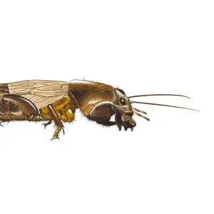 Digital illustration of Mole Cricket (Gryllotalpa gryllotalpa)