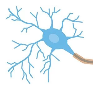 Digital illustration of a neuron