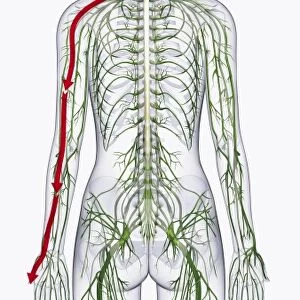 Digital illustration of of human nervous system