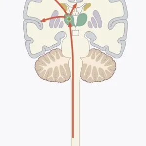 Digital illustration of pain signal to area of somatosensory cortex in human brain via spine