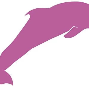 Digital illustration of pink dolphin on white background