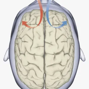 Digital illustration of same side processing of smell from nostril to human brain