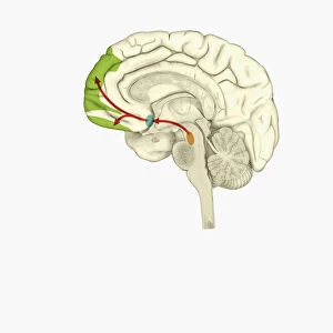 Digital illustration of reward pathway in human brain