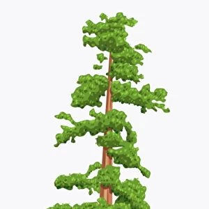 Digital illustration of Sequoia sempervirens (Giant Redwood) tree