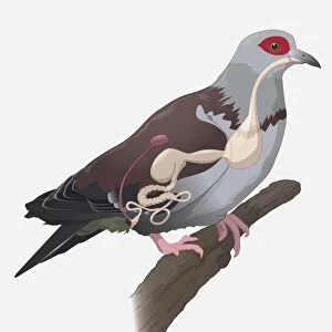 Digital illustration showing pigeon digestive system