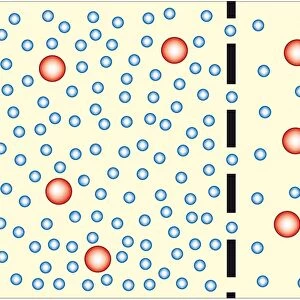 Digital illustration showing water travelling from less concentrated solution through semi-permeable membrane to more concentrated solution during osmosis