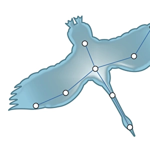 Digital illustration of a swan in flight representing the Cygnus constellation