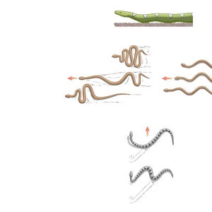 Digital illustration of terrestrial snake locomotion including lateral undulation, sidewinding, concertina, rectilinear, and slide-pushing
