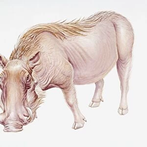 Digital illustration of Warthog (Phacochoerus africanus)