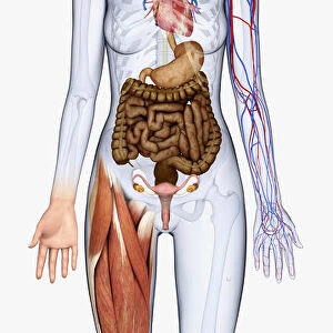 Digital illustration of woman showing brain, oesophagus, heart, stomach, intestine, veins and muscle