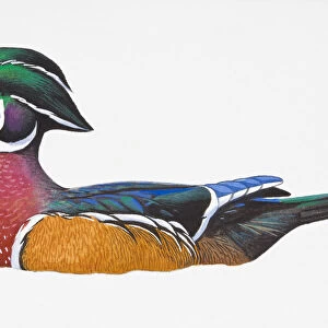 Digital illustration of Wood Duck or Carolina Duck (Aix sponsa), drake showing multi-coloured feathers