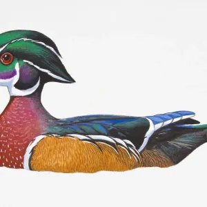 Digital Illustration Wood Duck Print Digital Illustration Wood Duck Print