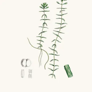 grass grass