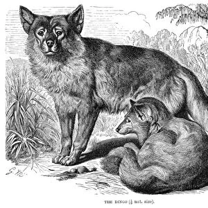 Dingo engraving 1894
