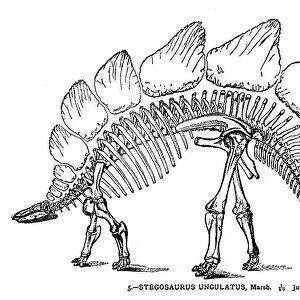 Dinosaur engraving 1894