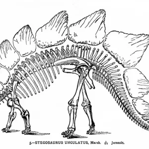 Dinosaur engraving 1894 Dinosaur engraving 1894