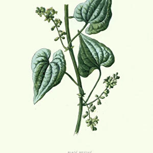 Dioscorea communis, black bryony, botanical flower print