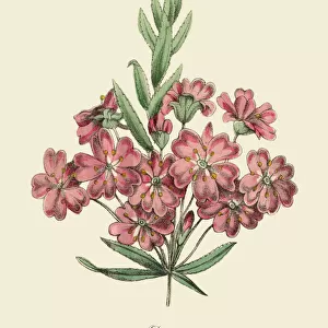 Diosma Plant, Victorian Botanical Illustration